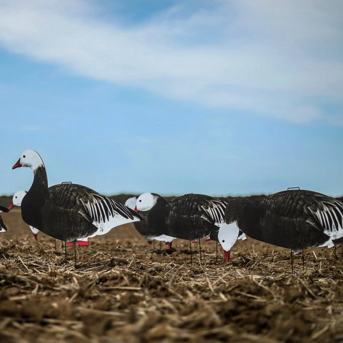 V2 Blue Goose Silhouettes - Image 3