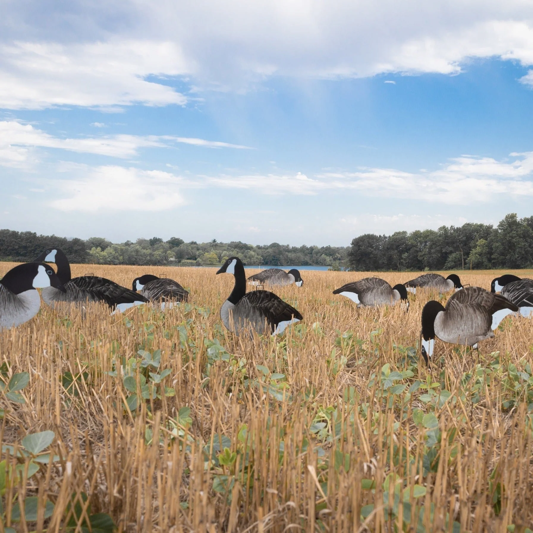 V2 Canada Goose Silhouettes - Image 4