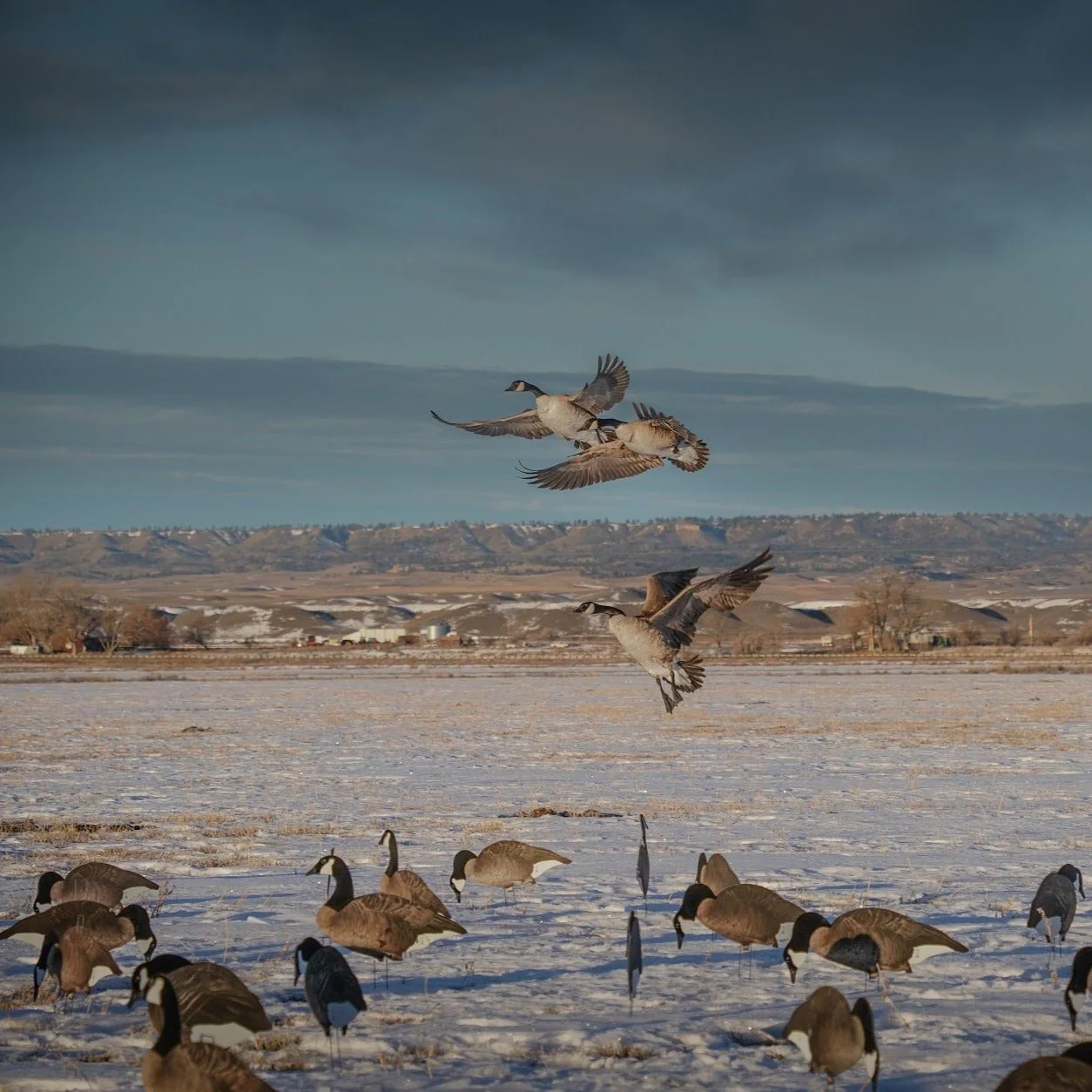 V2FF Fully Flocked Canada Goose Silhouettes - Image 5