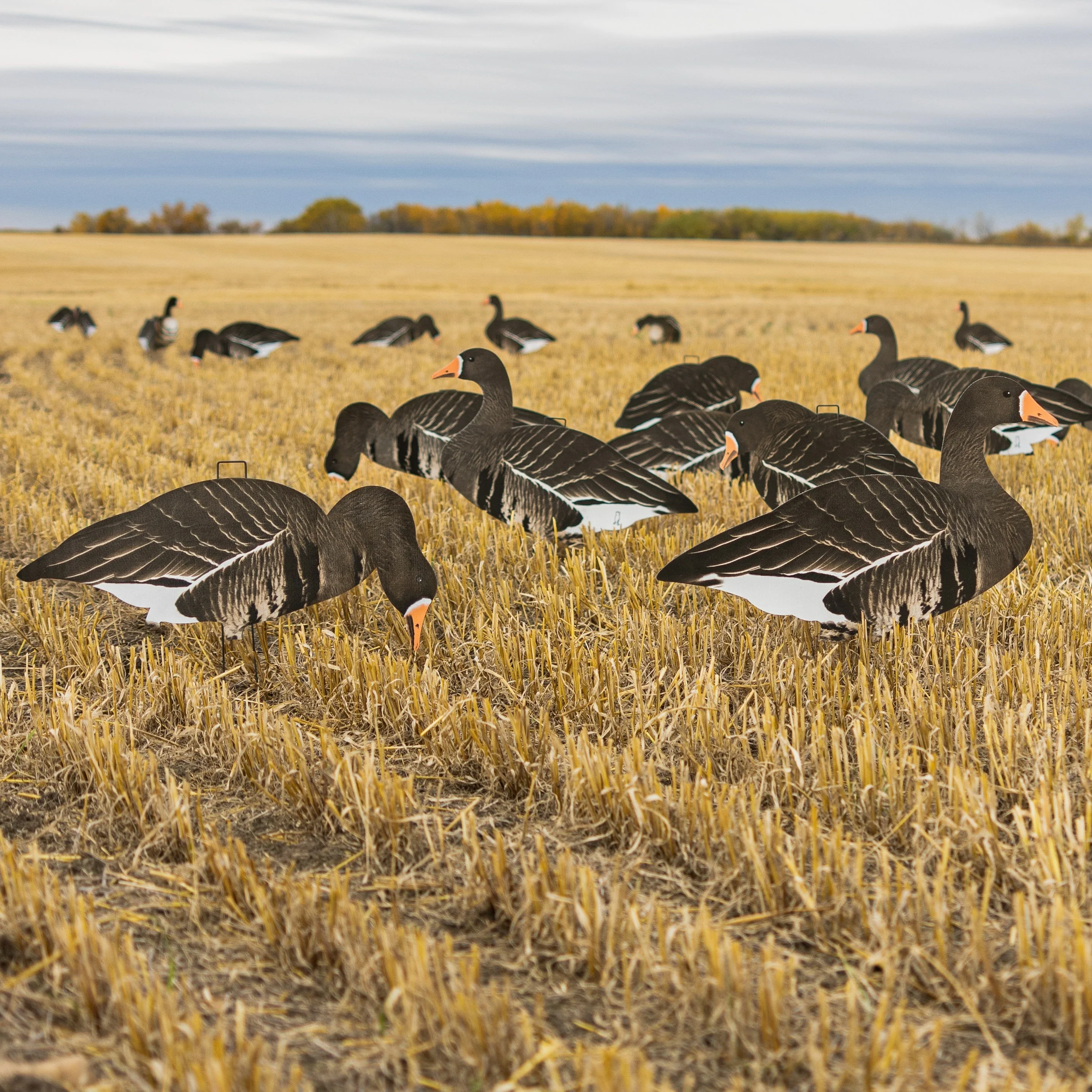 V2FF Fully Flocked Specklebelly Goose Silhouettes