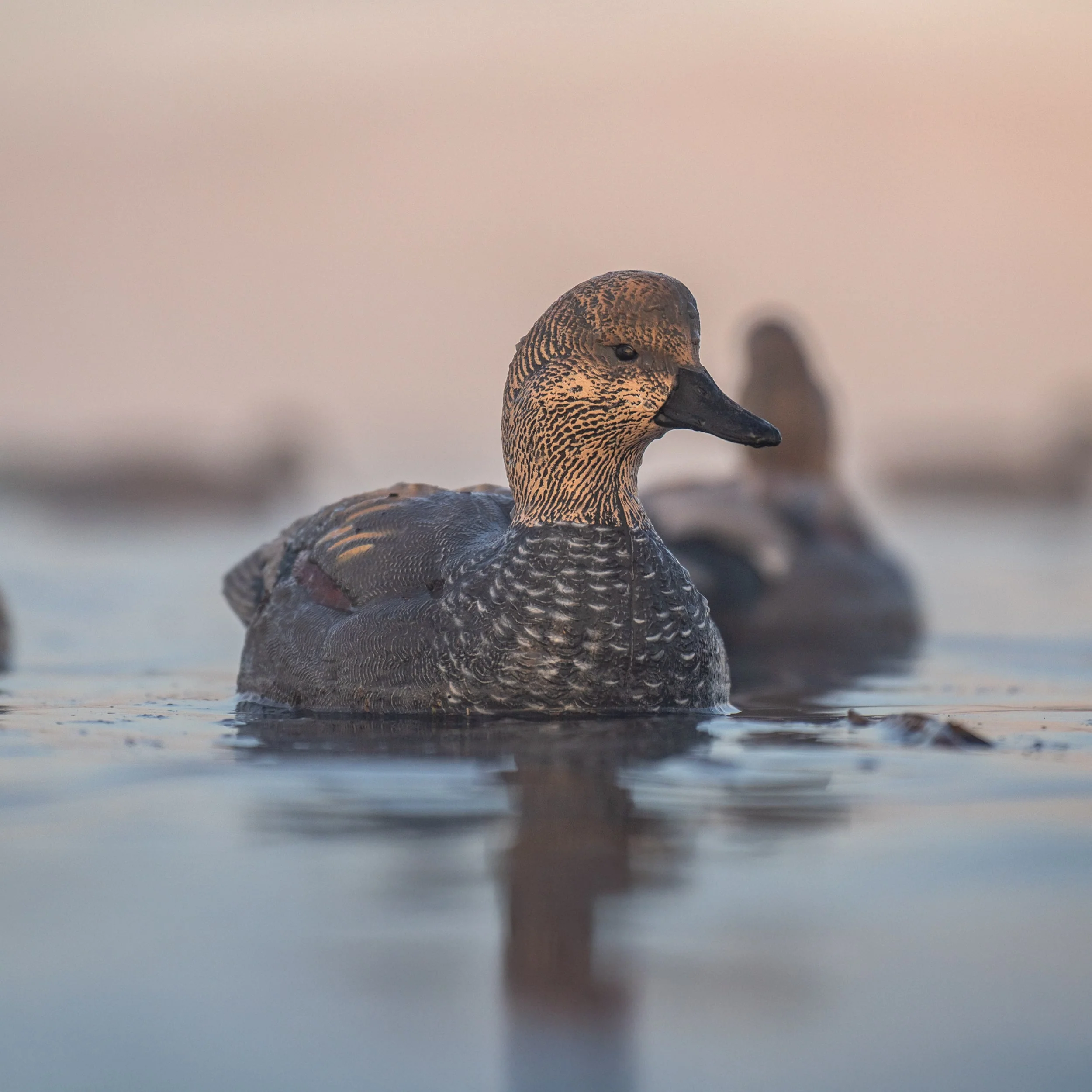 F1 Gadwall Floaters - Image 3
