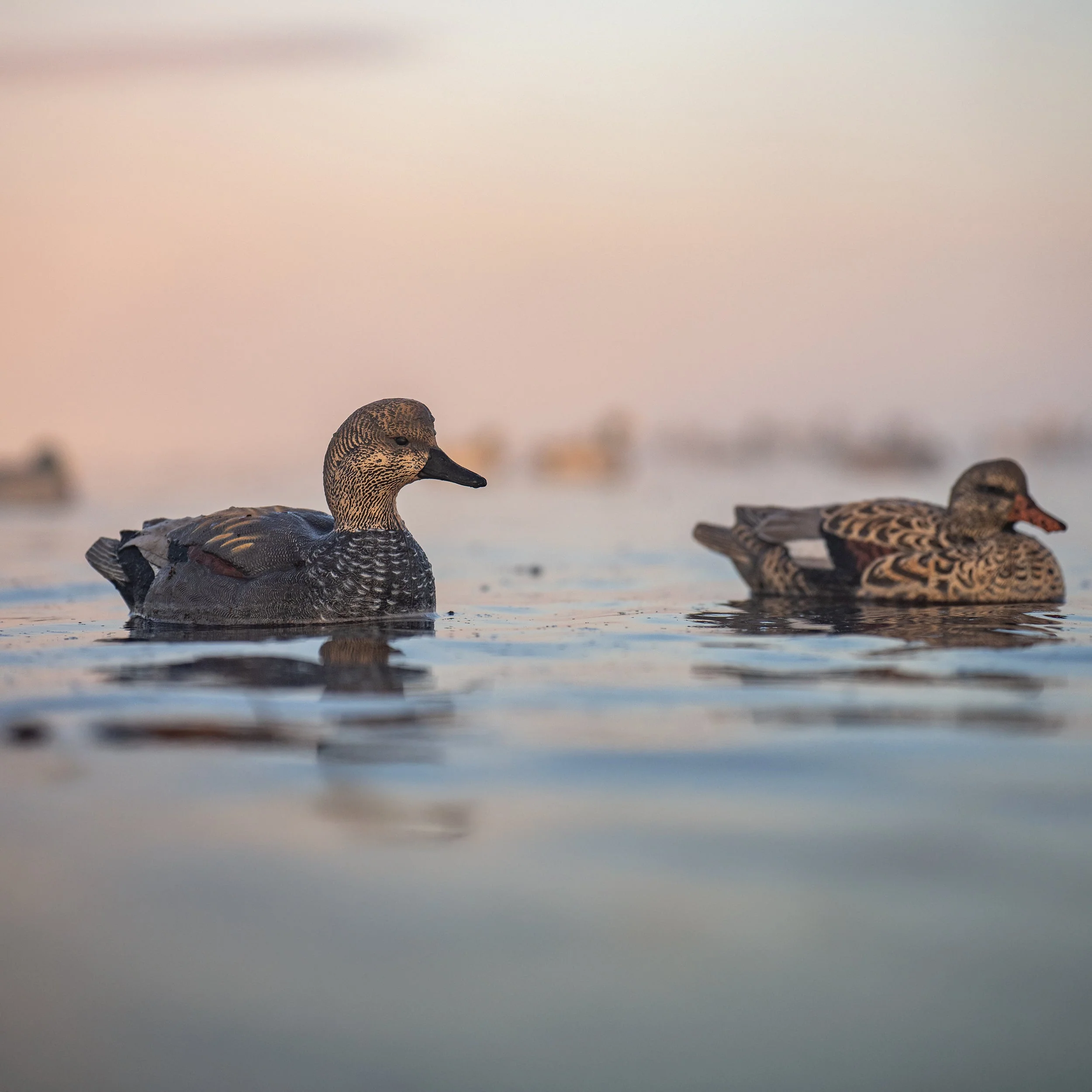 F1 Gadwall Floaters - Image 5