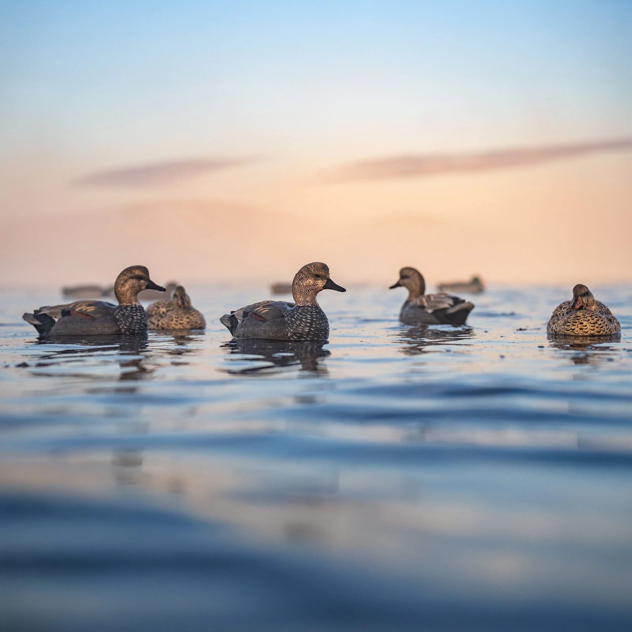 F1 Gadwall Floaters - Image 6