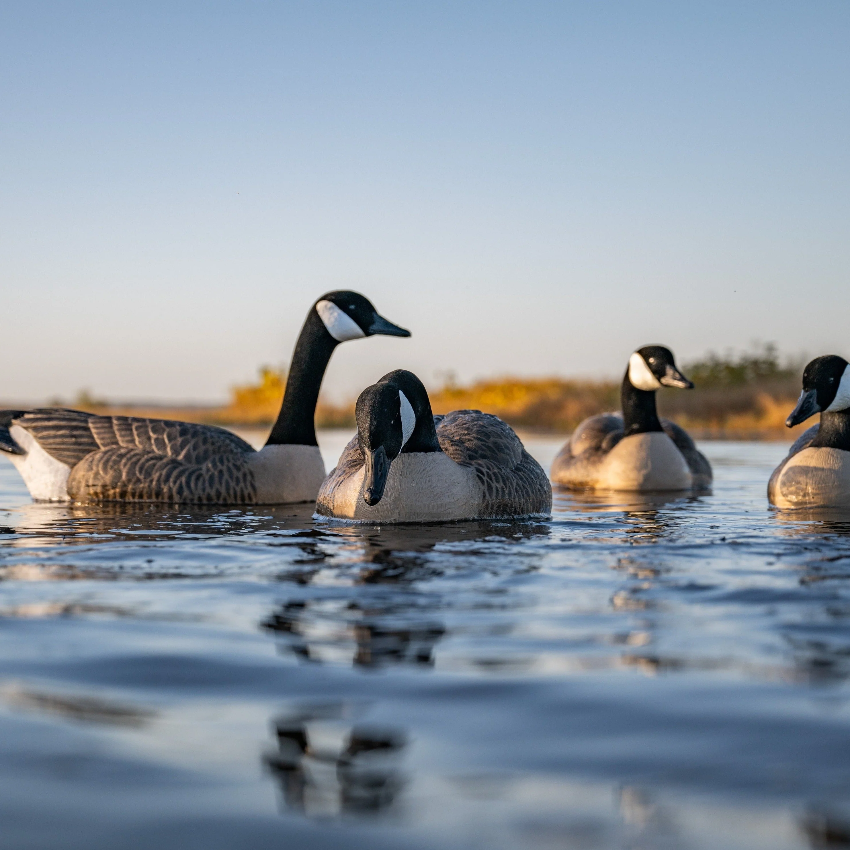 F1 Flocked Canada Goose Floaters - Image 6