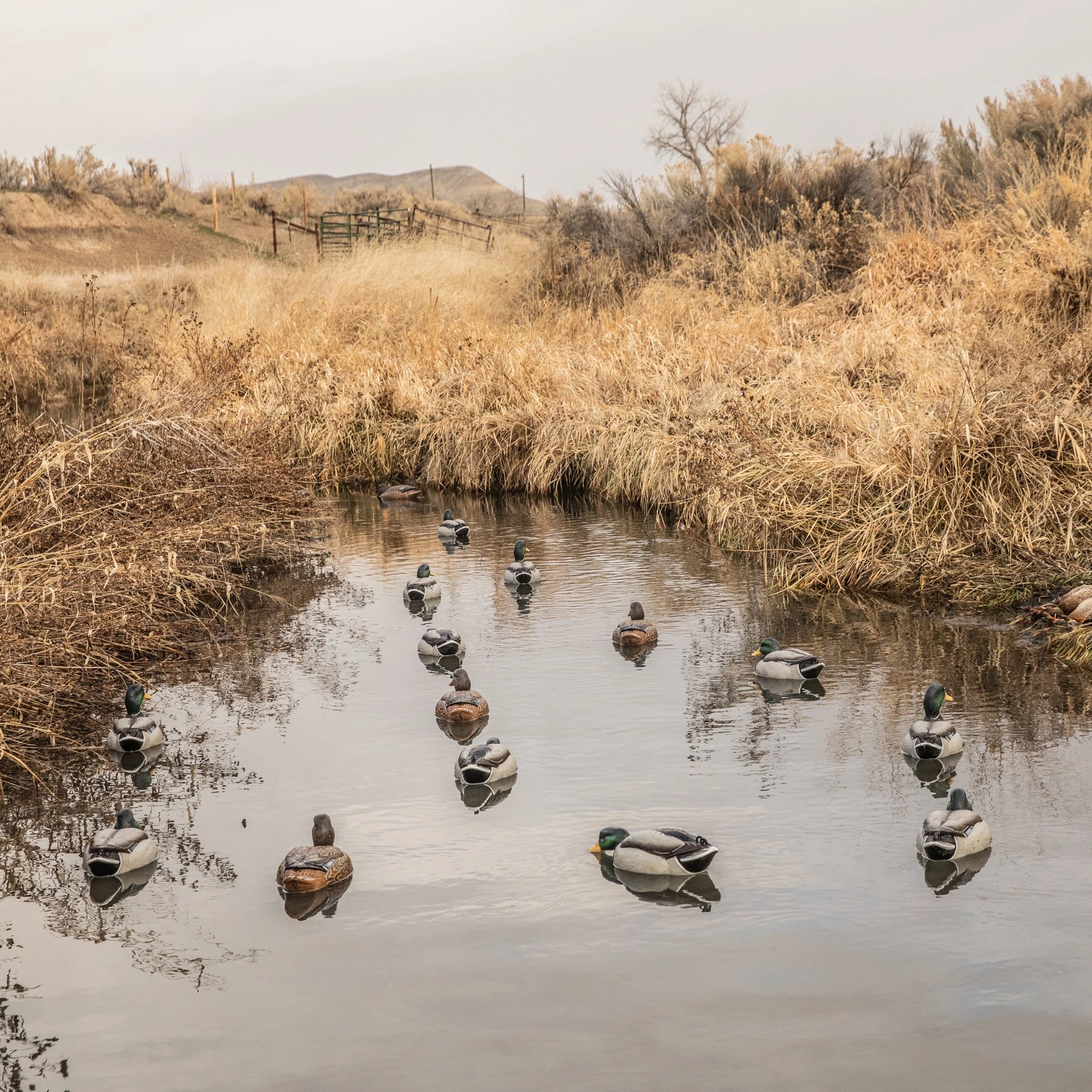 F1 Mallard Floaters - Image 3