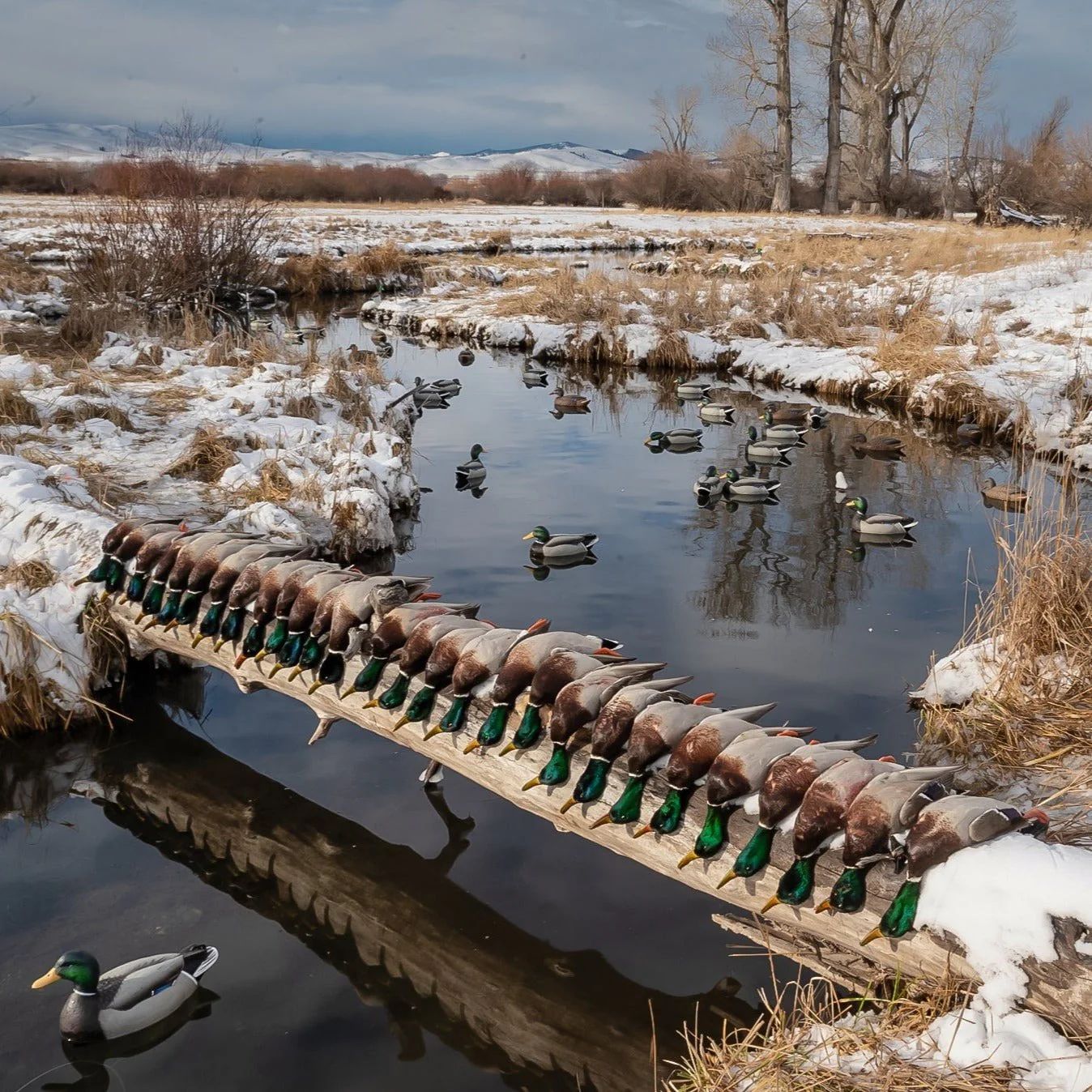 F1 Mallard Floaters - Image 6