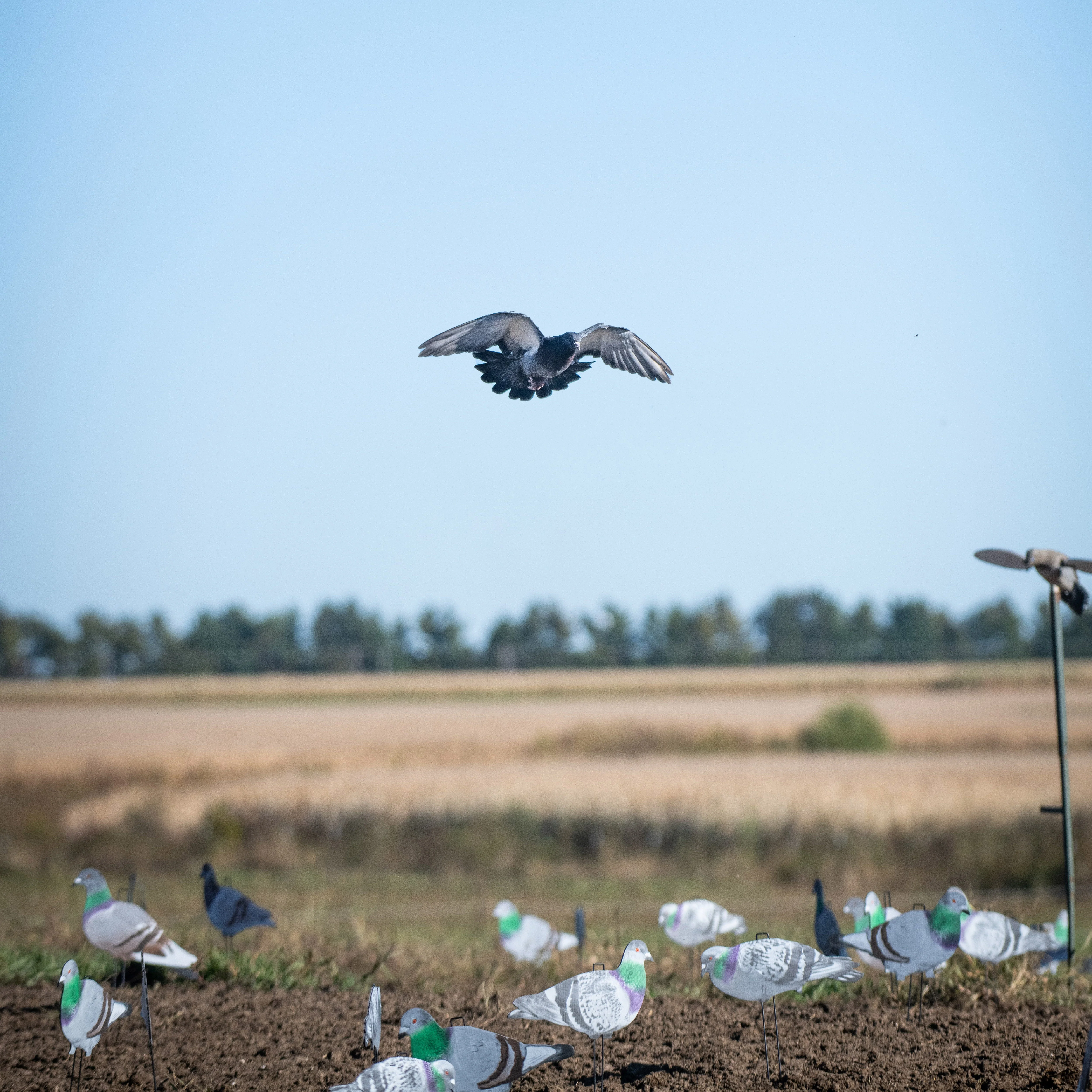 G1 Pigeon Silhouettes - Image 2