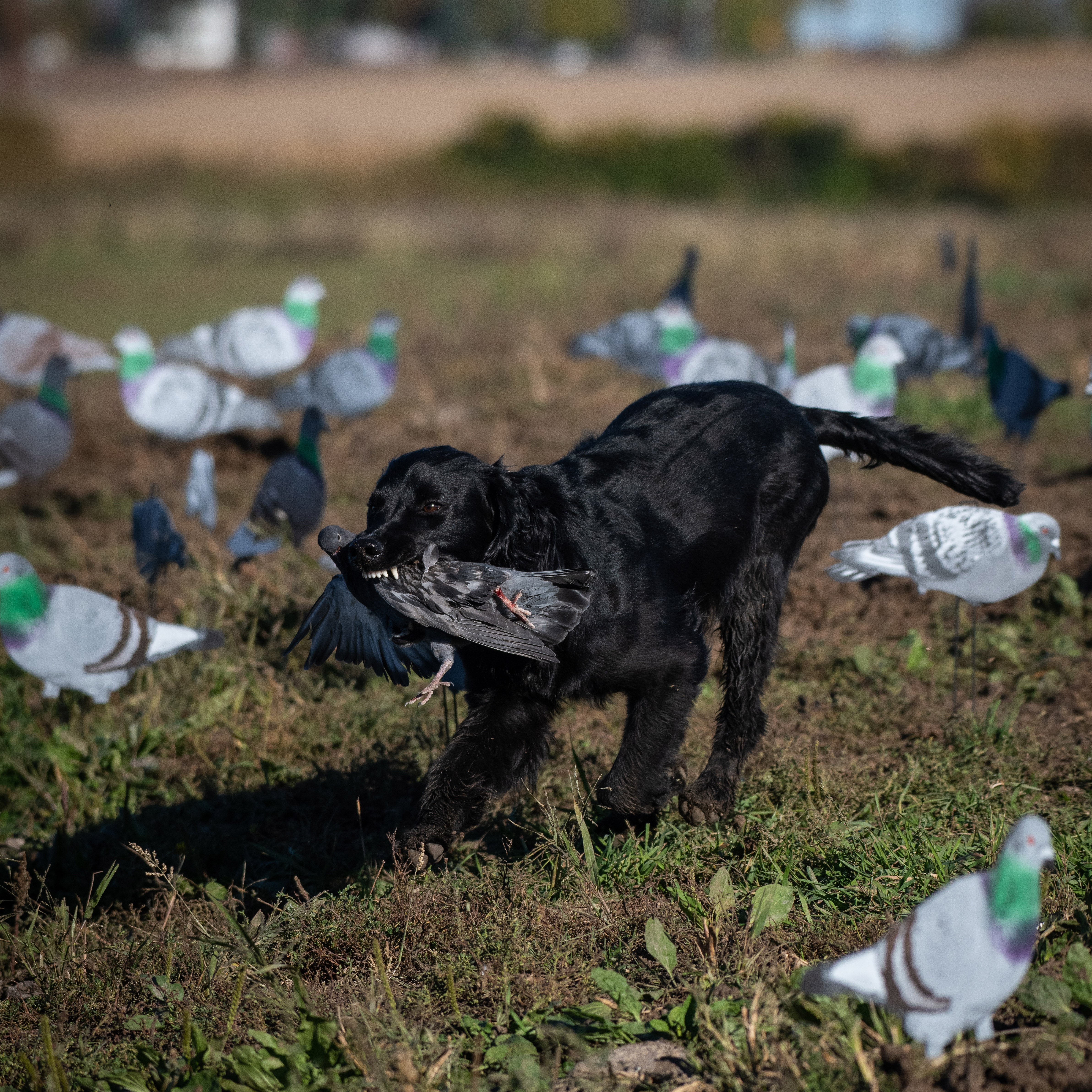 G1 Pigeon Silhouettes - Image 3