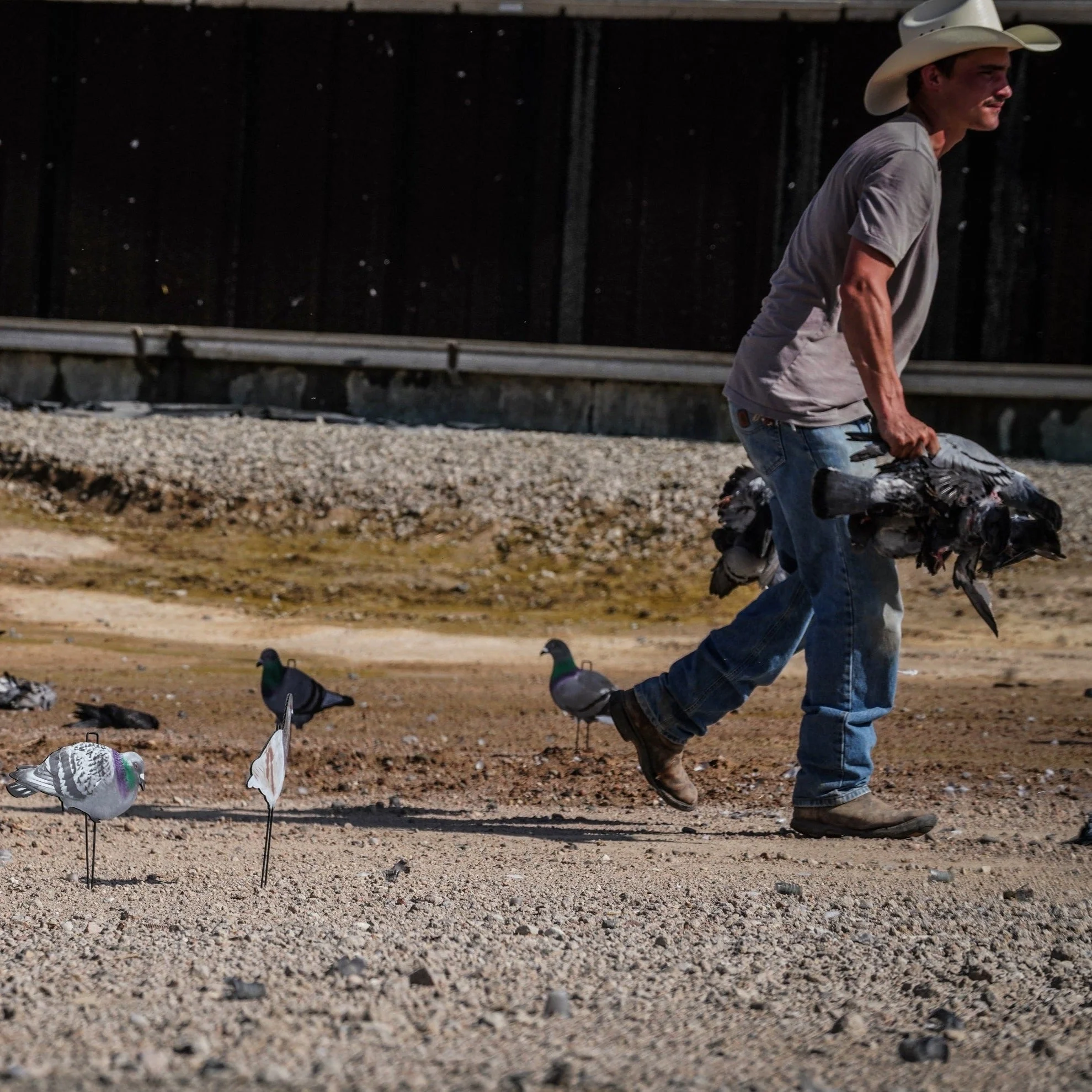 G1 Pigeon Silhouettes - Image 6