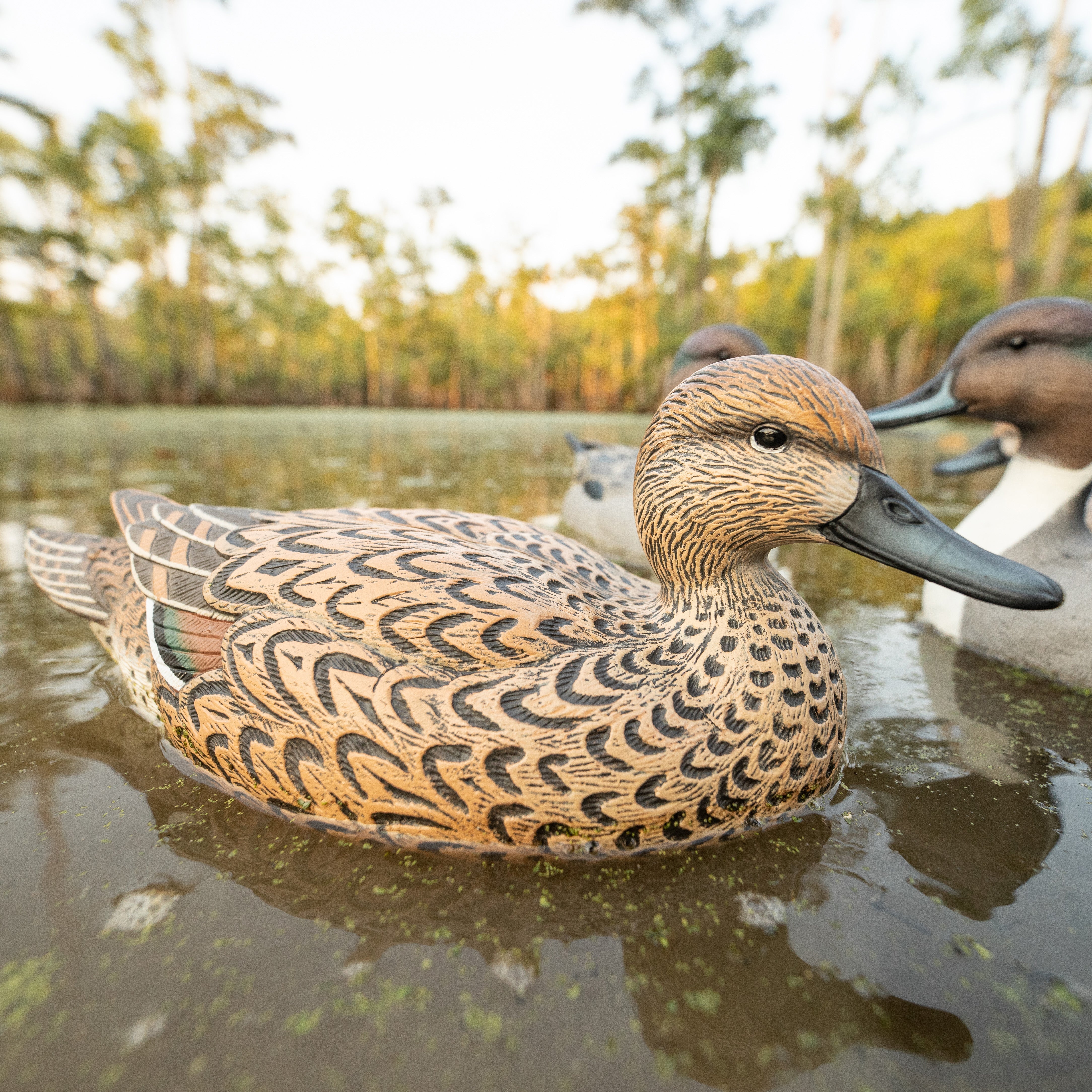 F1 Pintail Floaters - Image 3