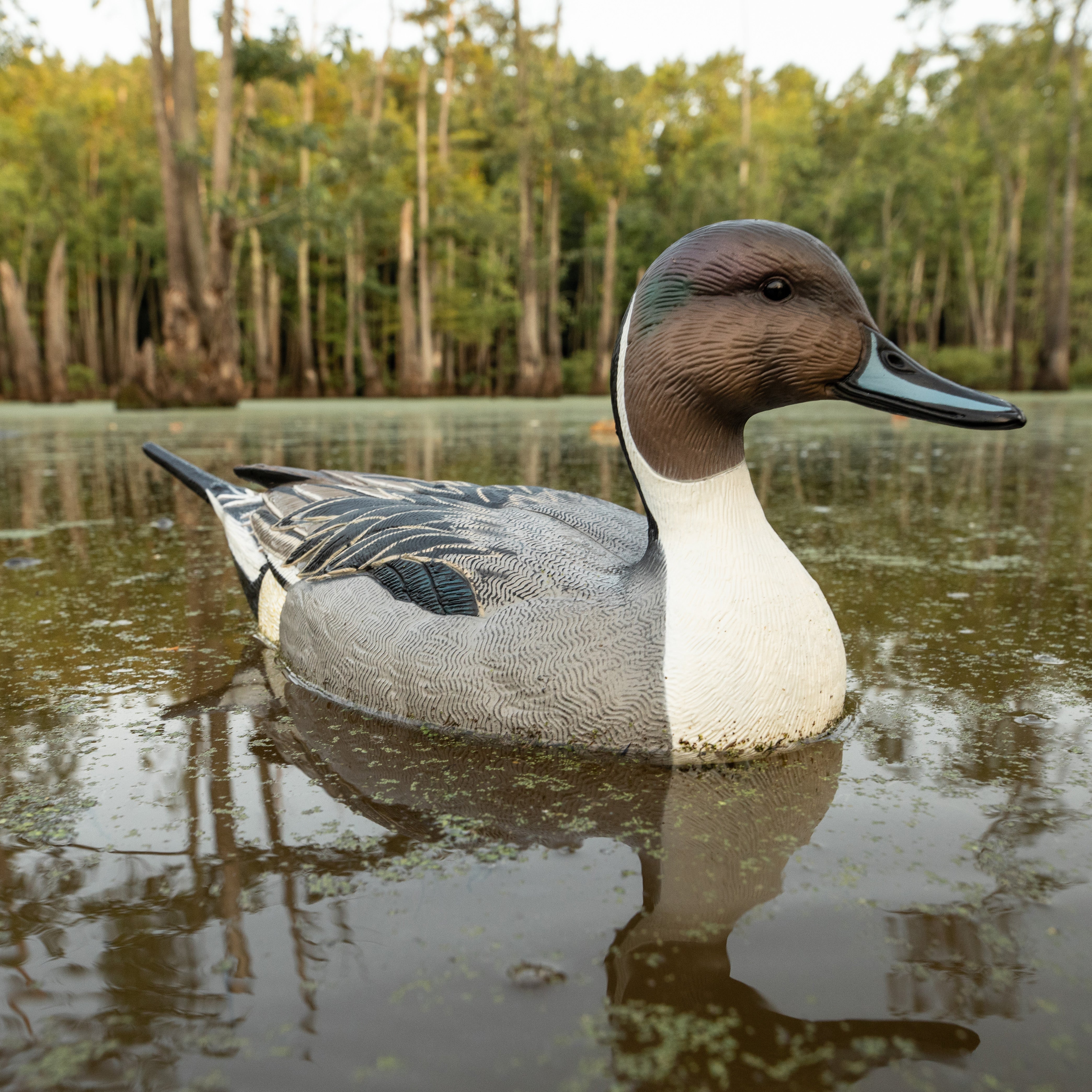 F1 Pintail Floaters - Image 4