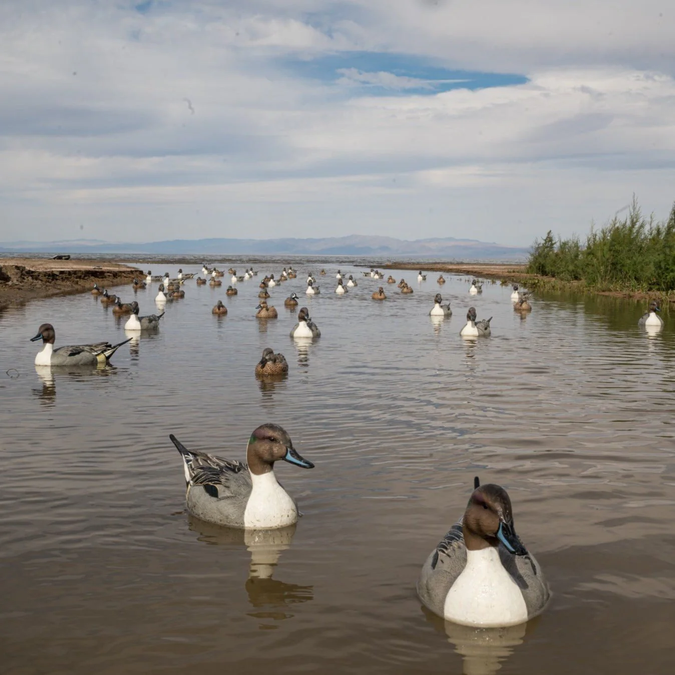 F1 Pintail Floaters - Image 6