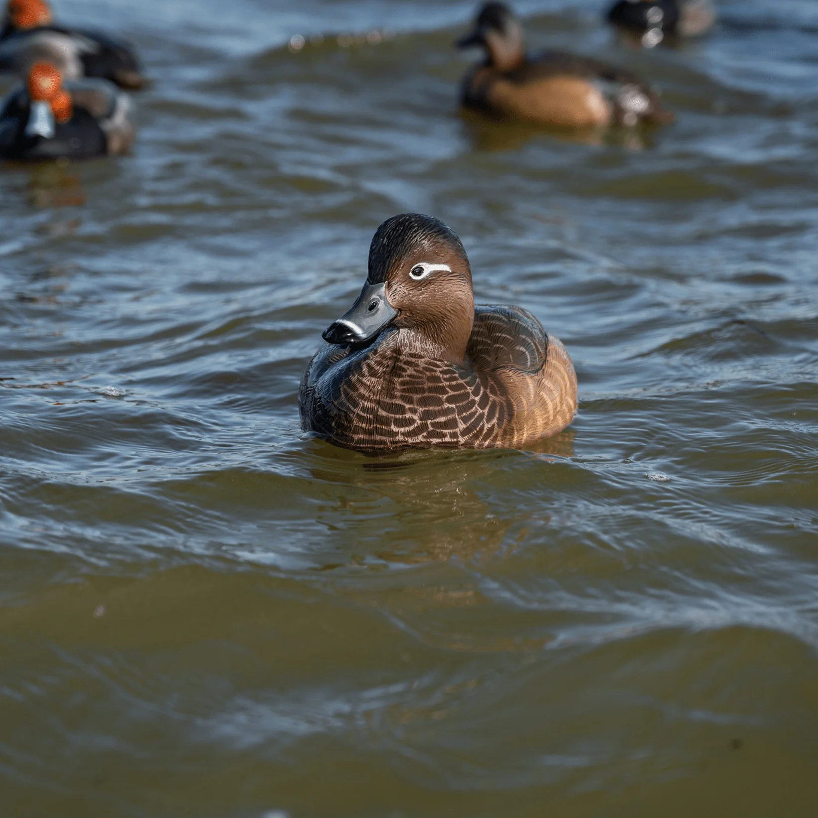 F1 Redhead Floaters - Image 3