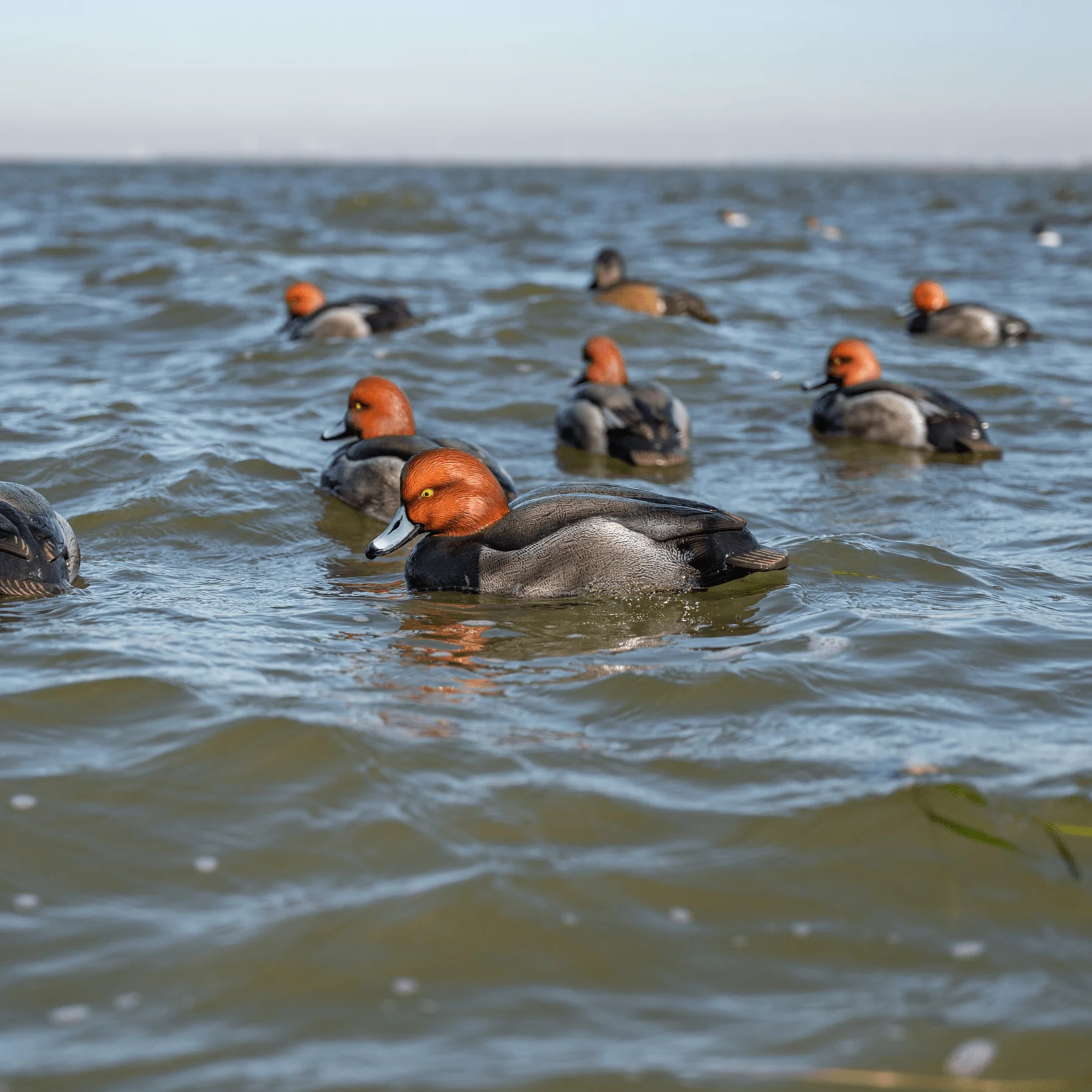 F1 Redhead Floaters - Image 4