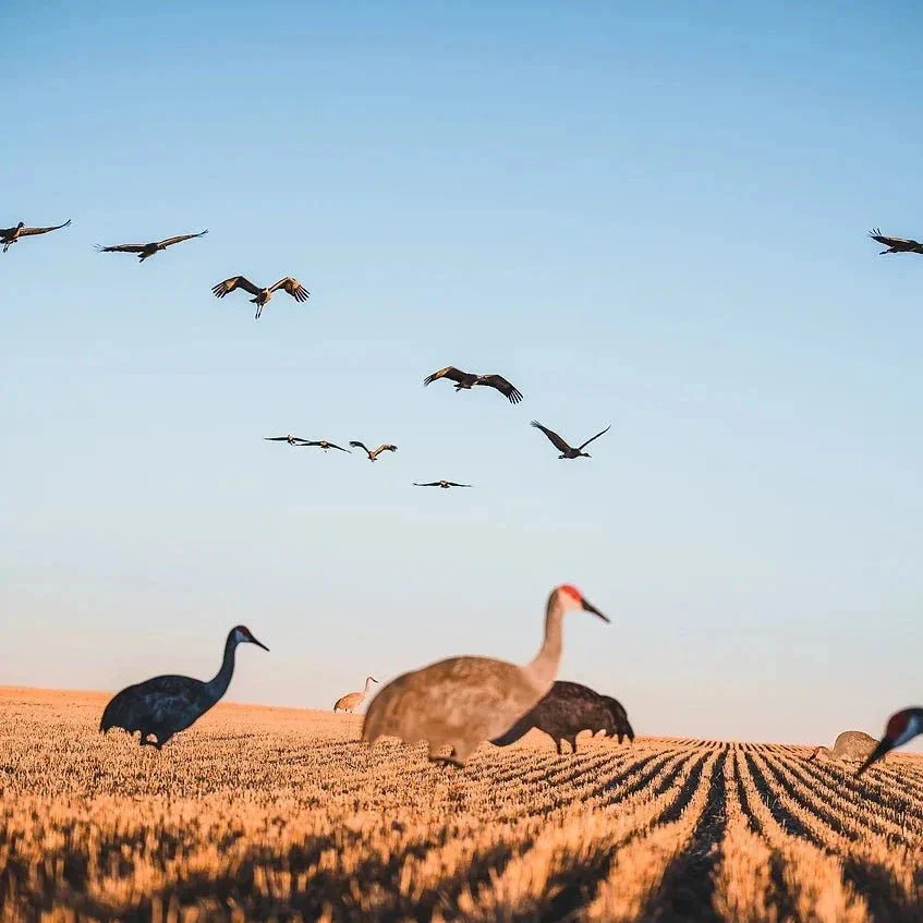 C2 Sandhill Crane Silhouettes - Image 5
