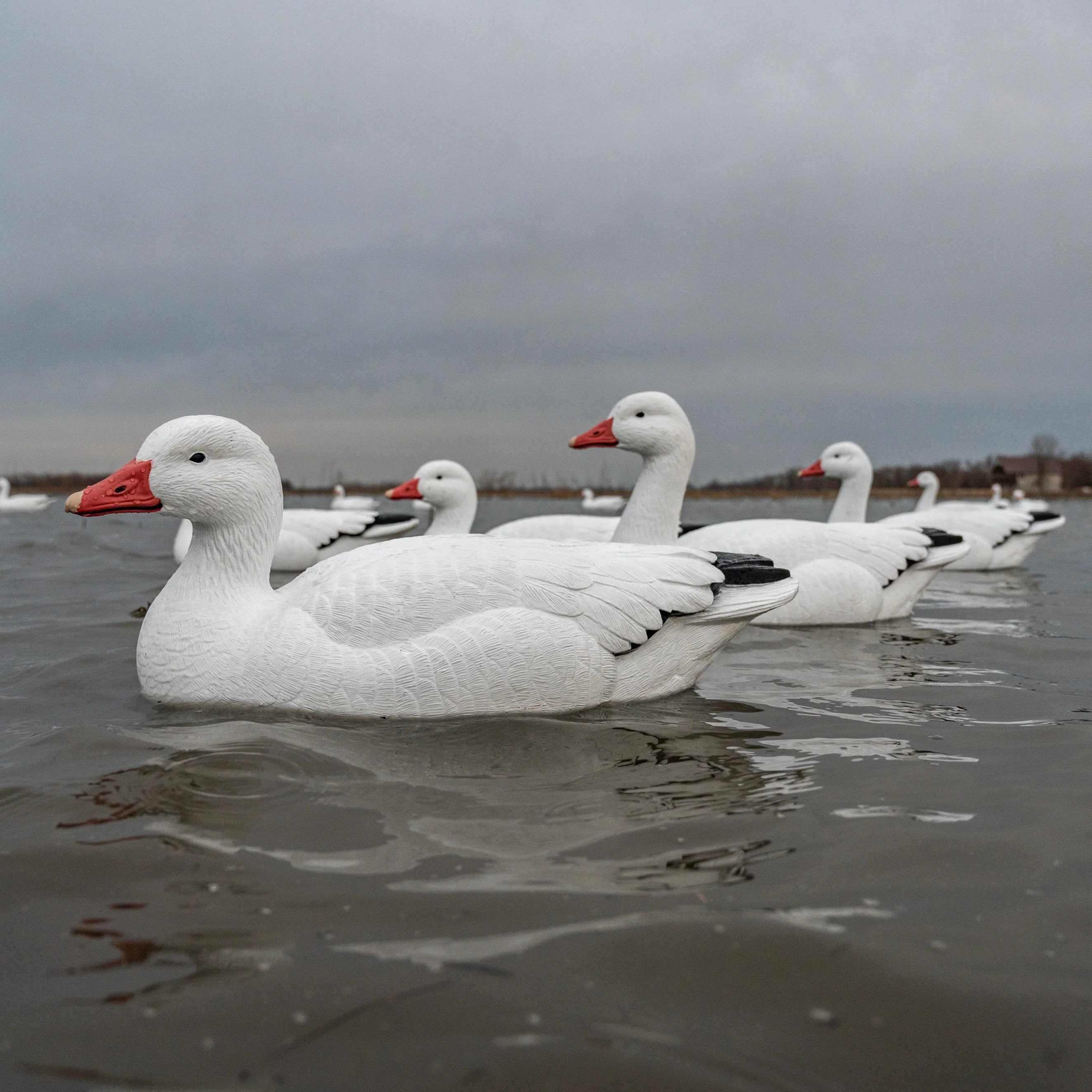 F1 Snow Goose Floaters - Image 4