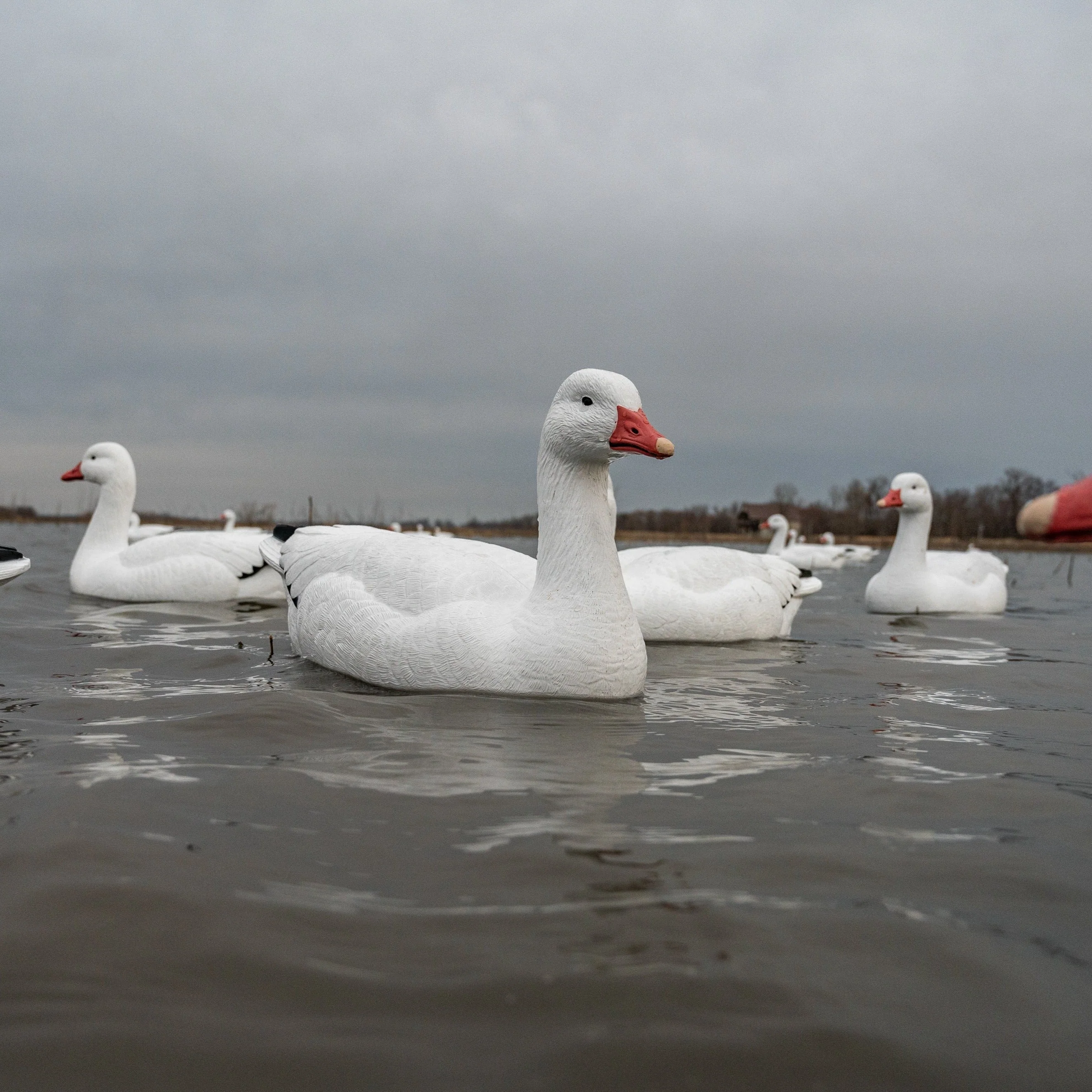 F1 Snow Goose Floaters - Image 7