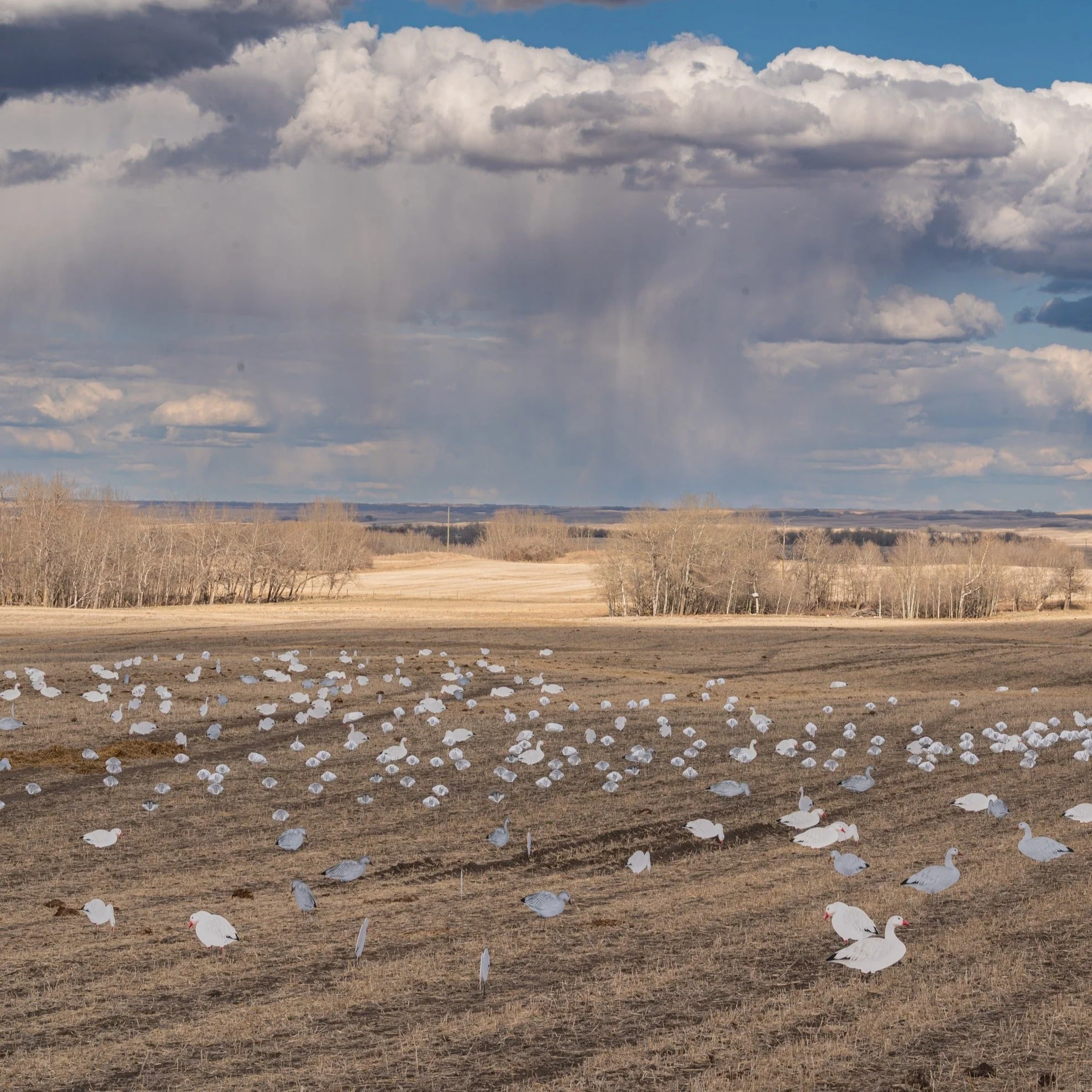 V2 Snow Goose Silhouettes - Image 4