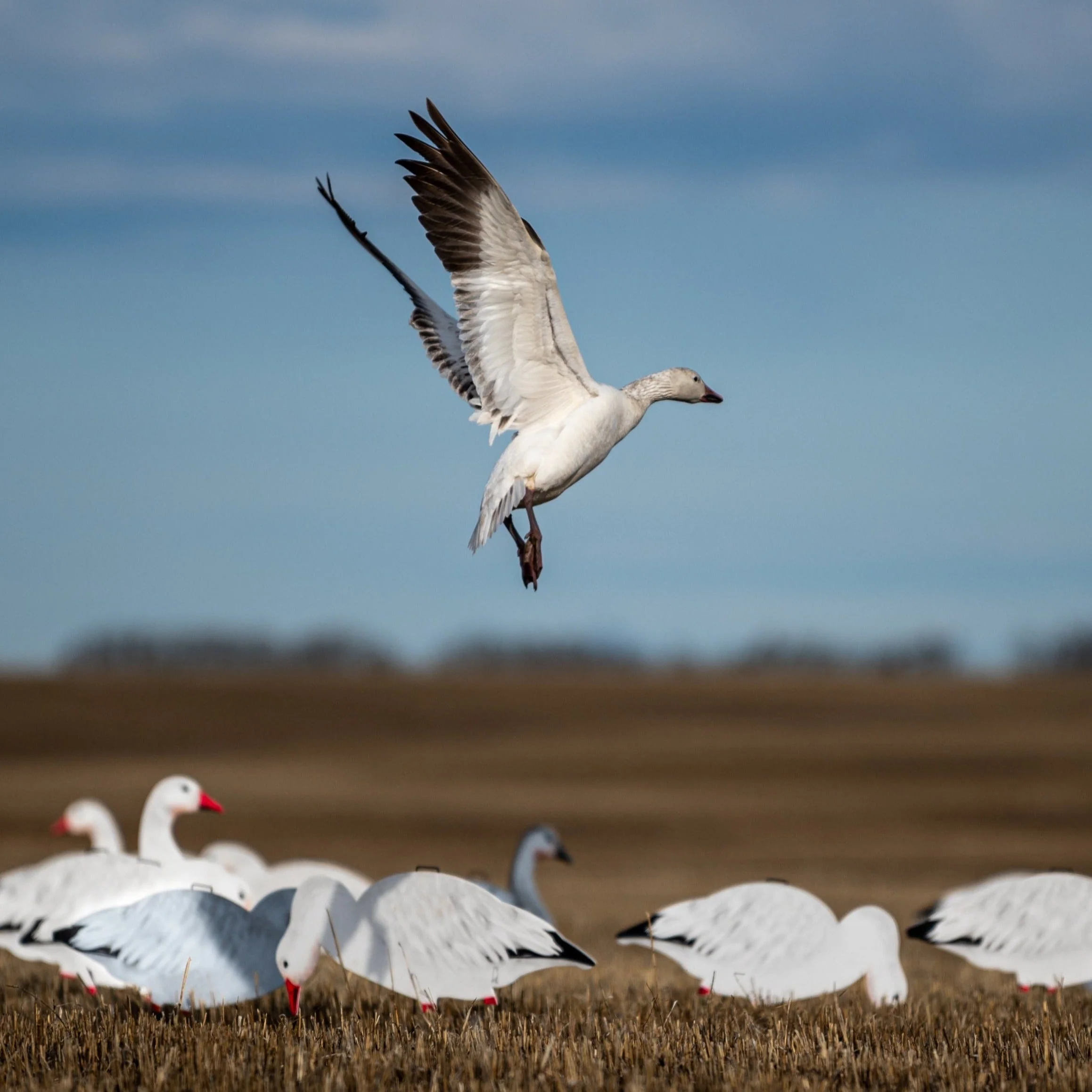 V2 Snow Goose Silhouettes - Image 5
