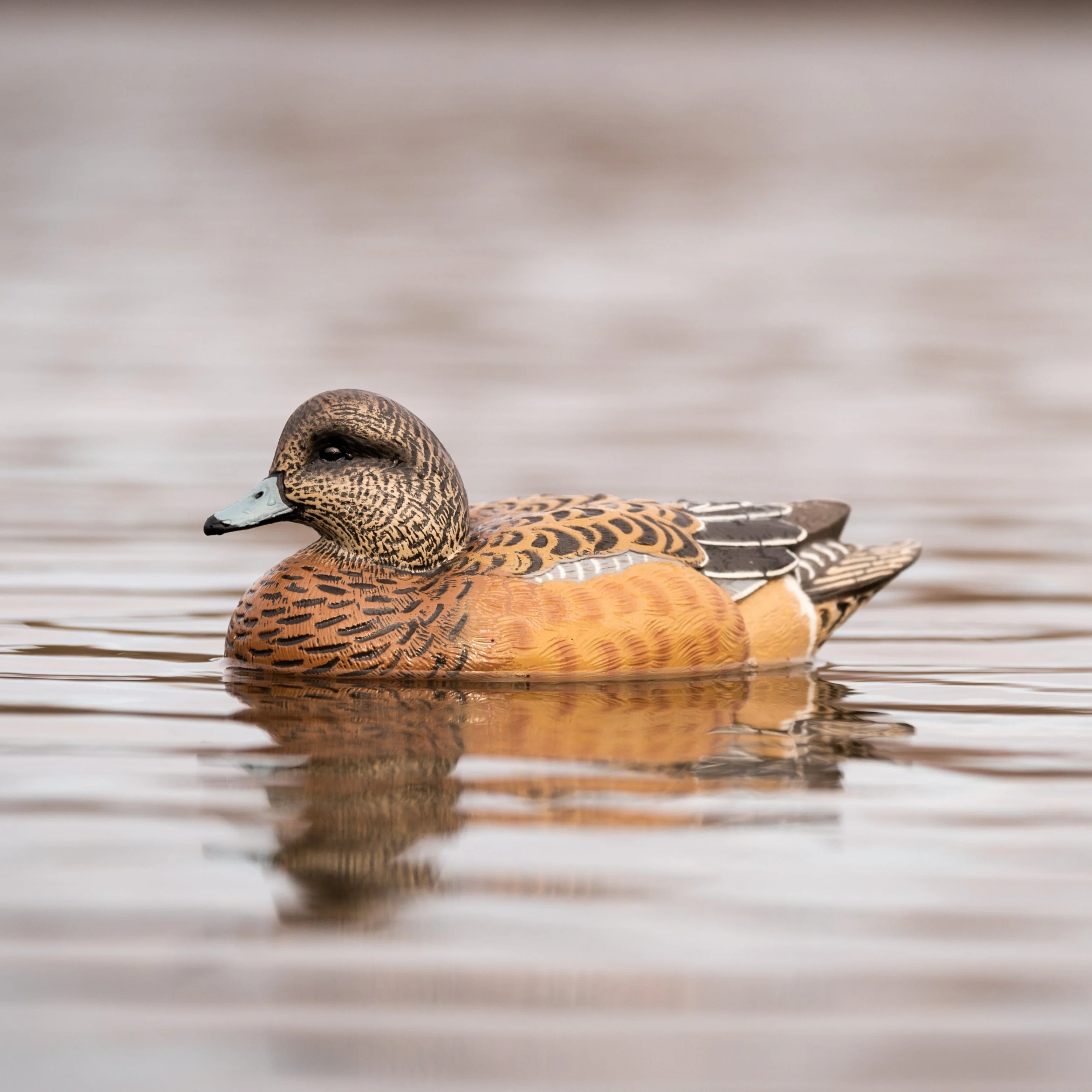 F1 Wigeon Floaters - Image 3