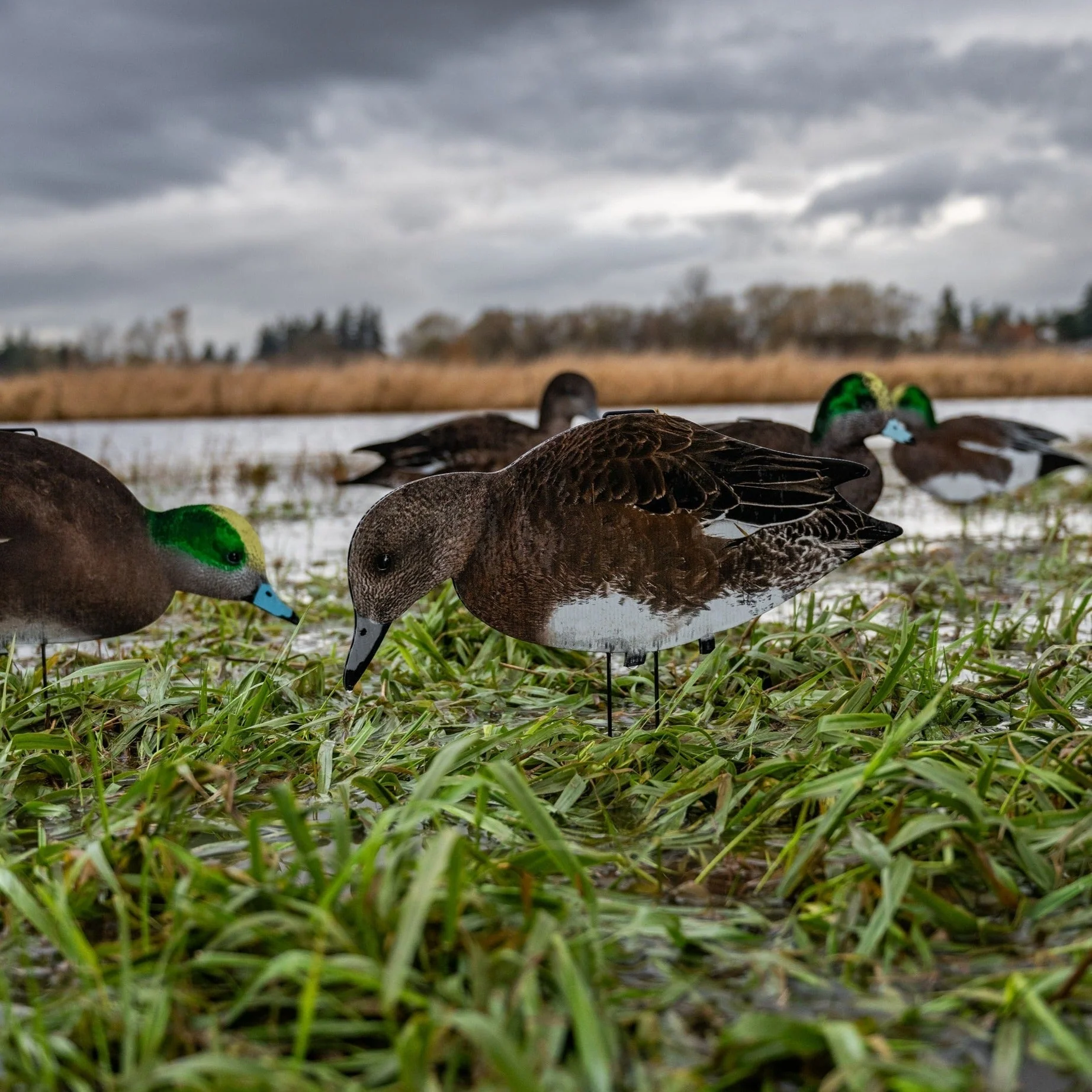 W1 Wigeon Silhouettes - Image 5